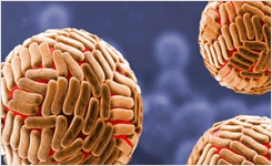 ATCC sup sup Zika Virus Reference Materials