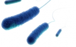 Escherichia coli bacteria