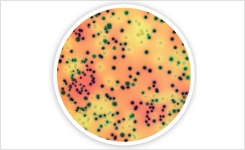 RAPID range of chromogenic media