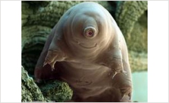 Genuine ATCC Cultures from LGC-ATCC