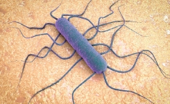 USDA FDA ISO compliant detection of listeria