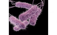 CDC facts about novel foods causing foodborne illnesses and outbreaks