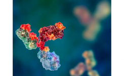 high quality custom antibody reagents