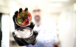 Scientist holds an agar plate with microbial colonies on it