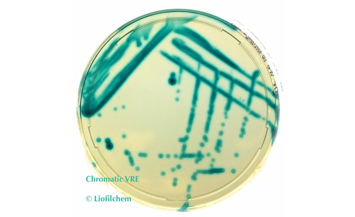 Chromatic VRE: Chromogenic Medium for Screening Vancomycin Resistant Enterococci