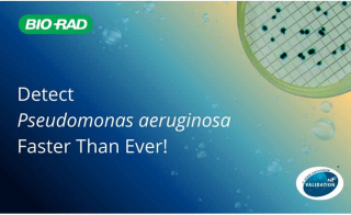 Accelerate <em>Pseudomonas aeruginosa</em> Testing