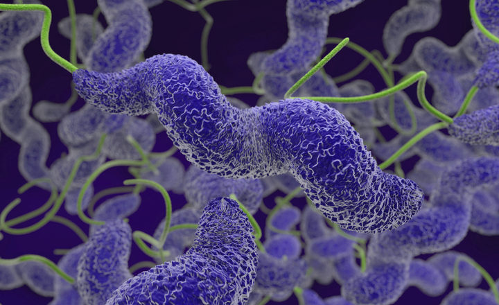 How Domestic Kitchen Behaviour Can Influence Campylobacter Spread