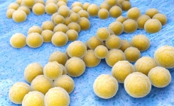 Staphylococcus aureus Complex for the Clinical Microbiologist