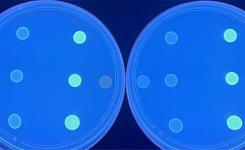 ResiScreen Staph Results