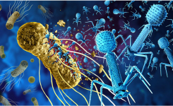 Multi-phage Formulations Attack Enterobacter cloacae complex