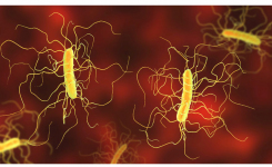 Clostridioides difficile