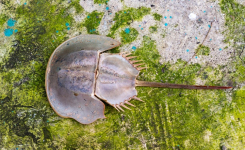 Validation Needed When Replacing LAL With rFC Endotoxin Tests