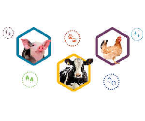 ivestock animals representing animal health and veterinary research