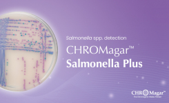 CHROMagar Salmonella Plus - Chromogenic culture medium for Salmonella species detection
